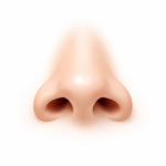 Rhinoplastie Ailes du nez