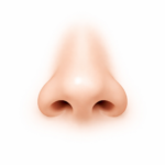 Rhinoplastie Pointe du nez